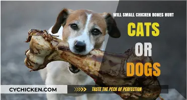 Can Small Chicken Bones Harm Cats or Dogs? Pet Safety Guide