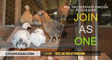 Can Two Chicken Flocks Become One?
