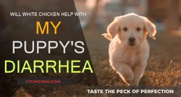 How White Rice Can Help Treat Your Pup's Diarrhea