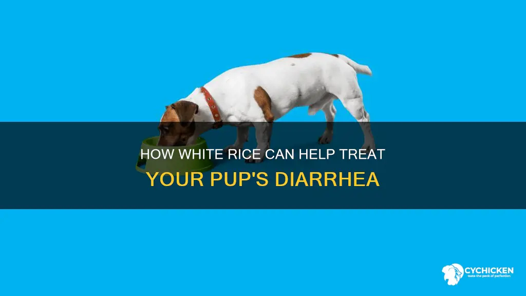 will white chicken help with my puppy