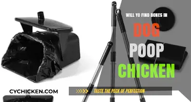 Dog Poop Chicken: Uncovering the Truth About Bones in Your Pet's Diet