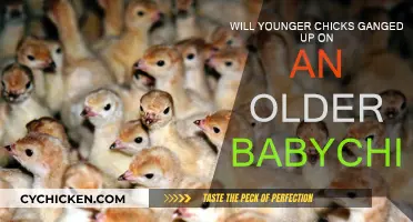 Why Do Younger Chicks Bully Older Baby Chicks?