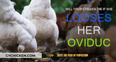 Can Chickens Survive Without Their Oviduct?