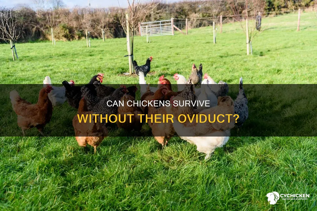 will your chicken die if she looses her oviduct