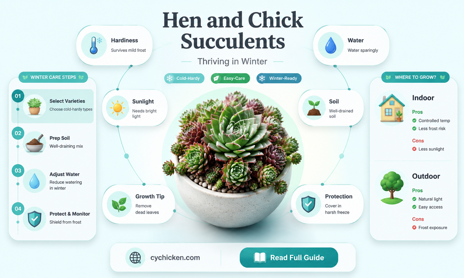 are hen and chick succulents winter hardy