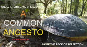 Turtles and Chickens: Ancient Ancestors?
