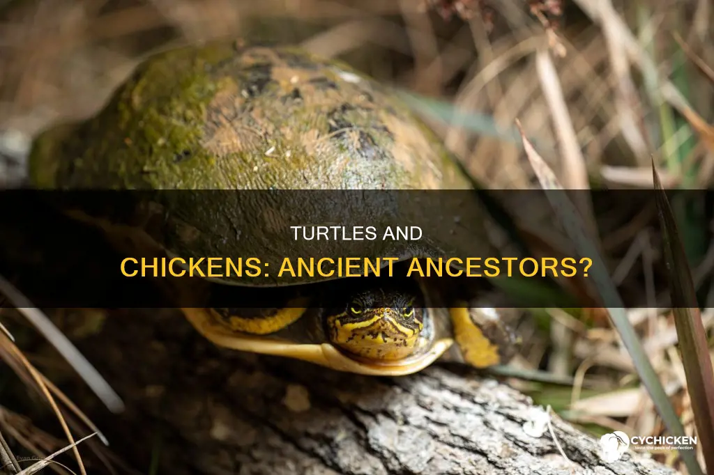 would a turtle and chicken share a common ancestor