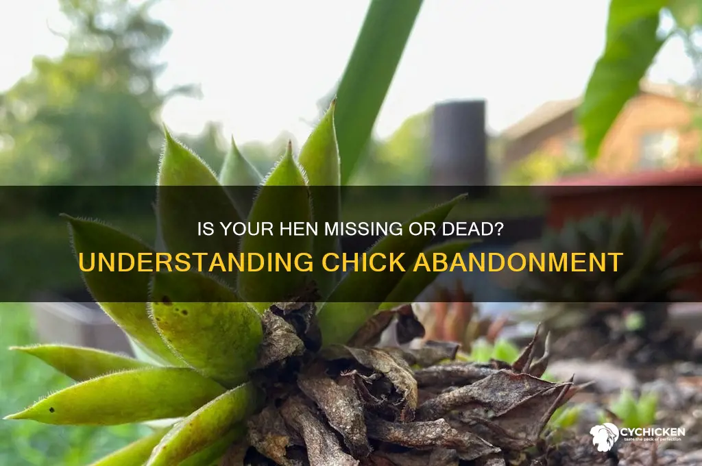 would hen abandon chicks or is she dead