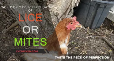 Signs of Lice or Mites in Your Chicken Coop