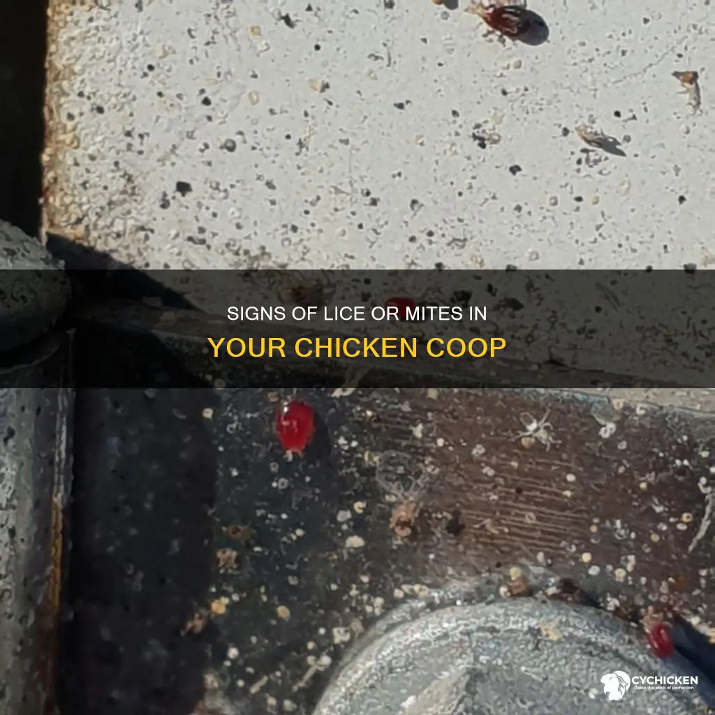 would only 2 chicken show shows of lice or mites