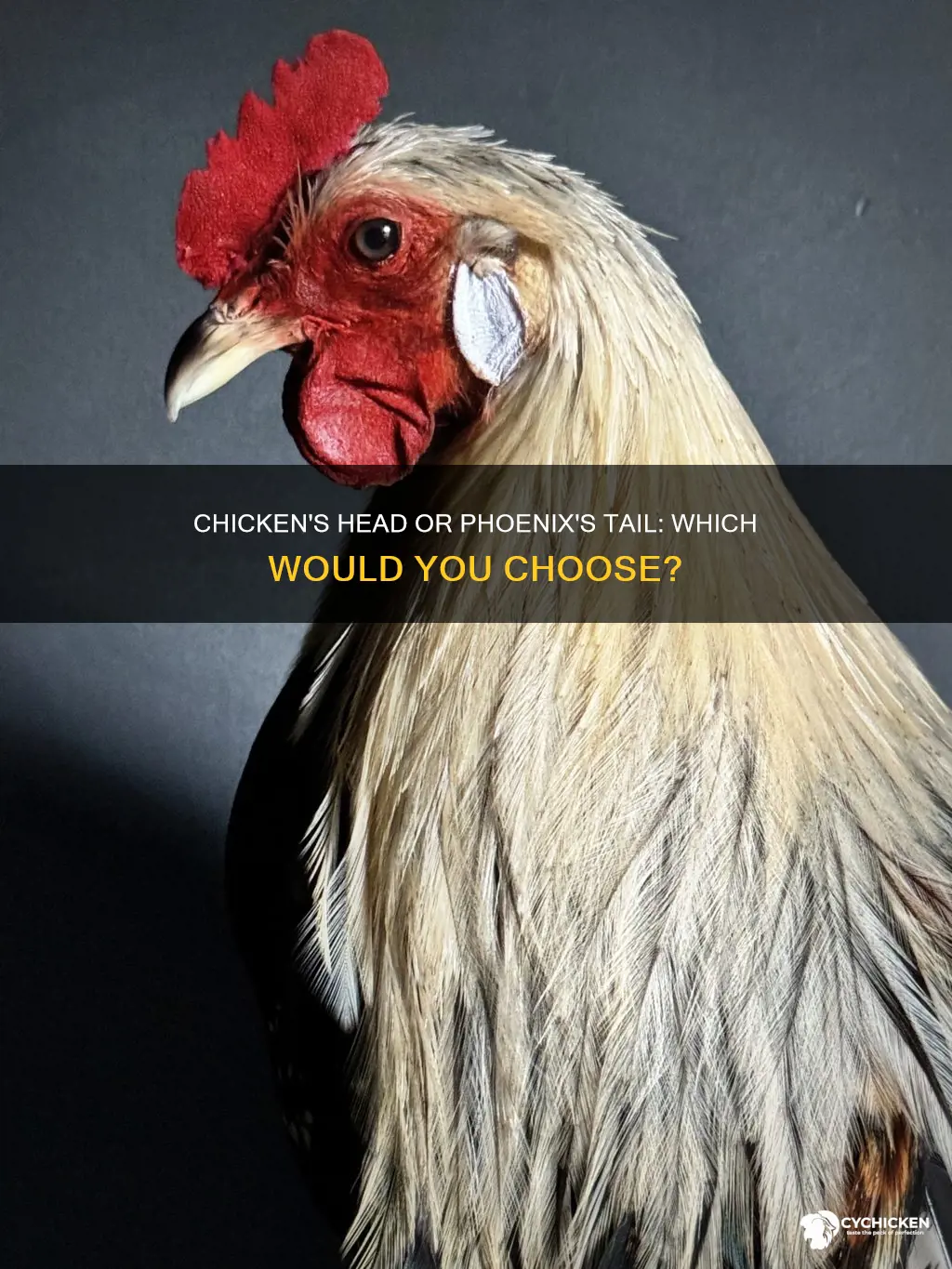 would rather be a chicken