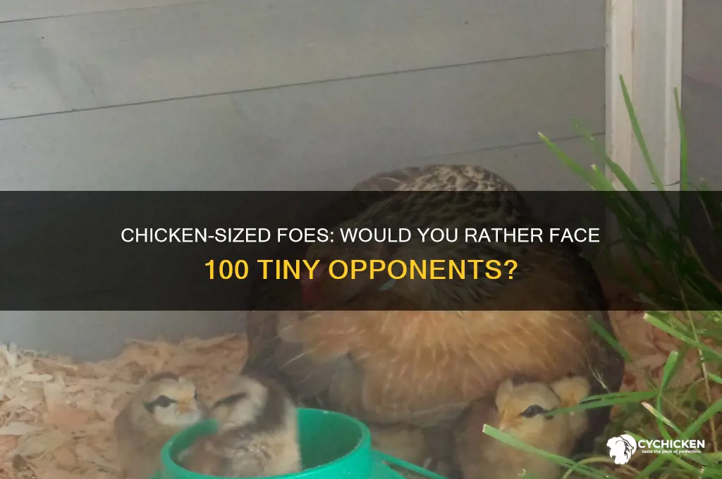 would you rather fight 100 chicken sized